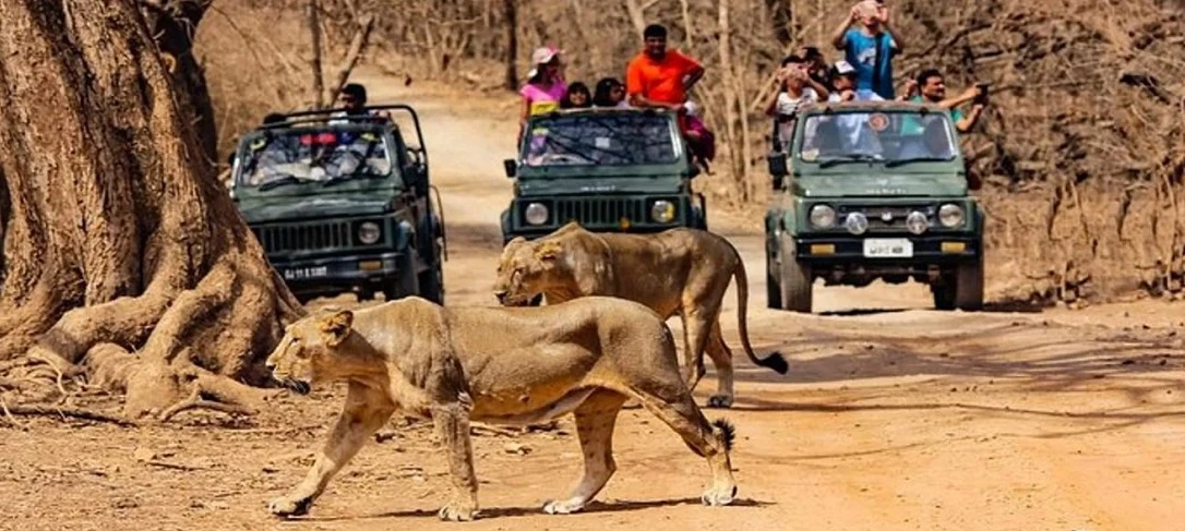978-23-ноември-2026-gir-national-park-safari-1777539418129.jpeg