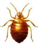 305-cimex-lectularius-17398943440845.jpg