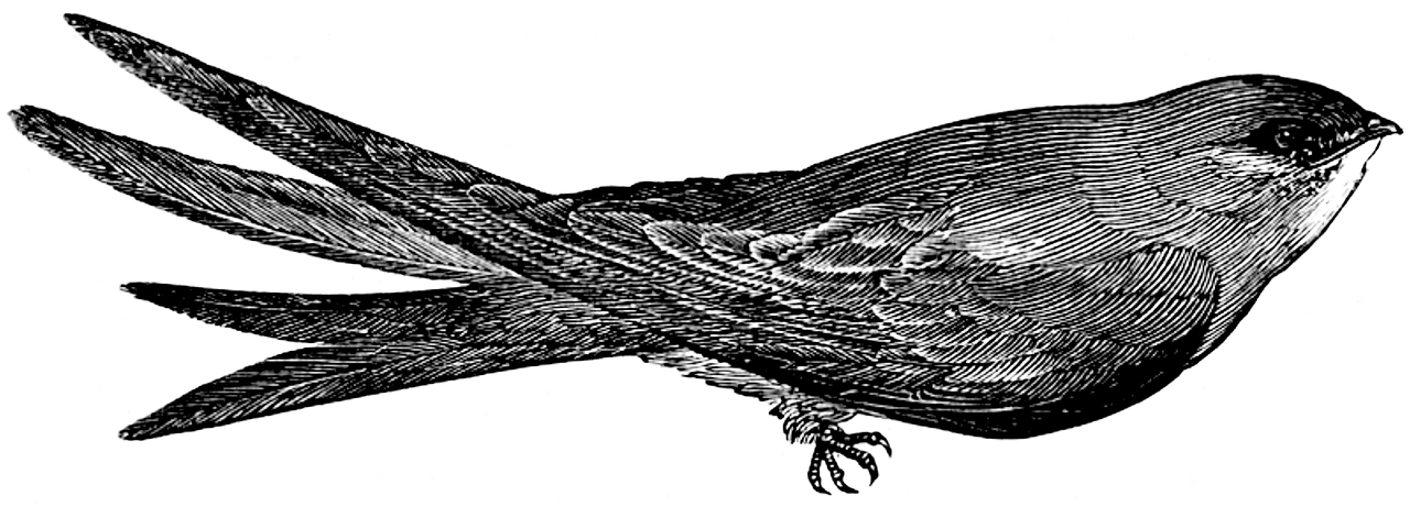 Бързолетът (Apodidae)!