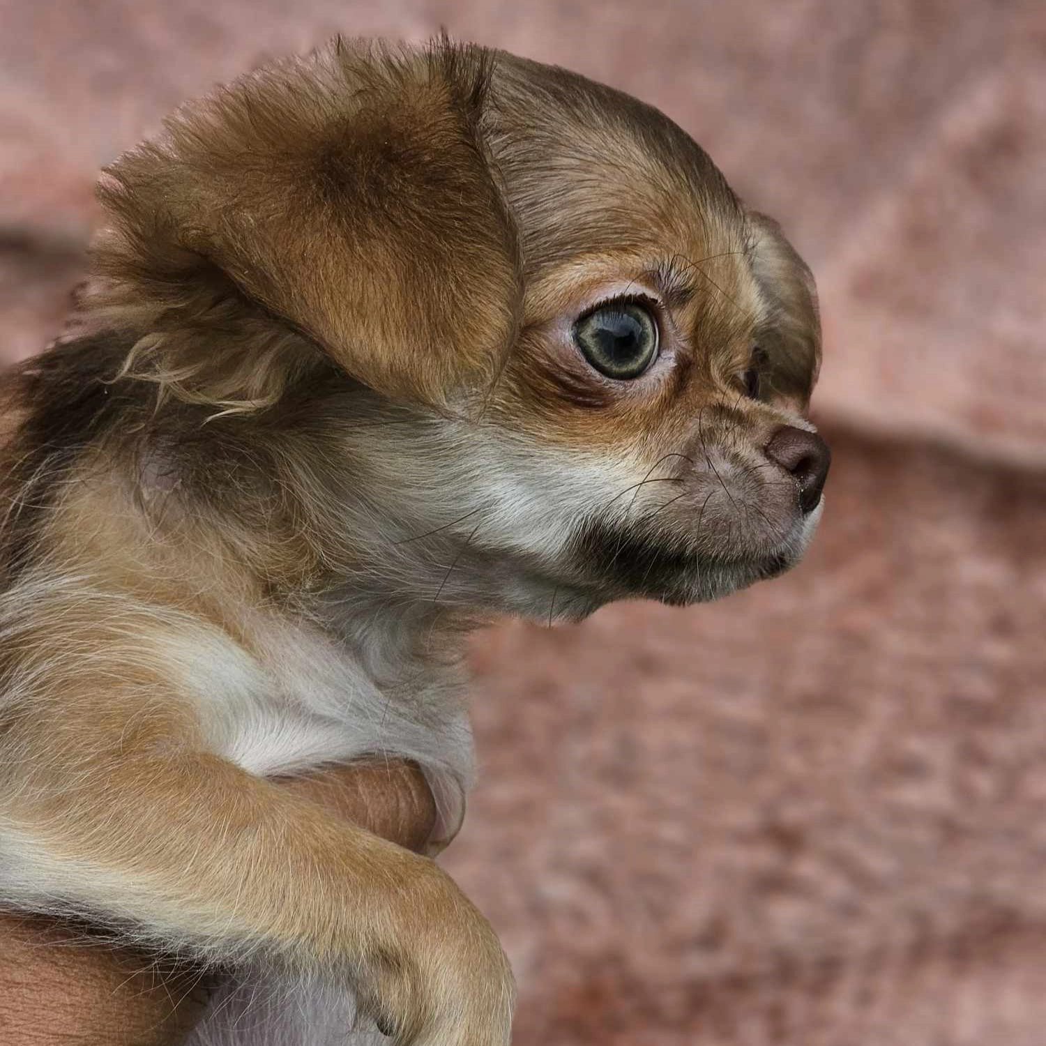 chihuahua dog anfaris king varna чихуахуа куче варна анфарис кинг