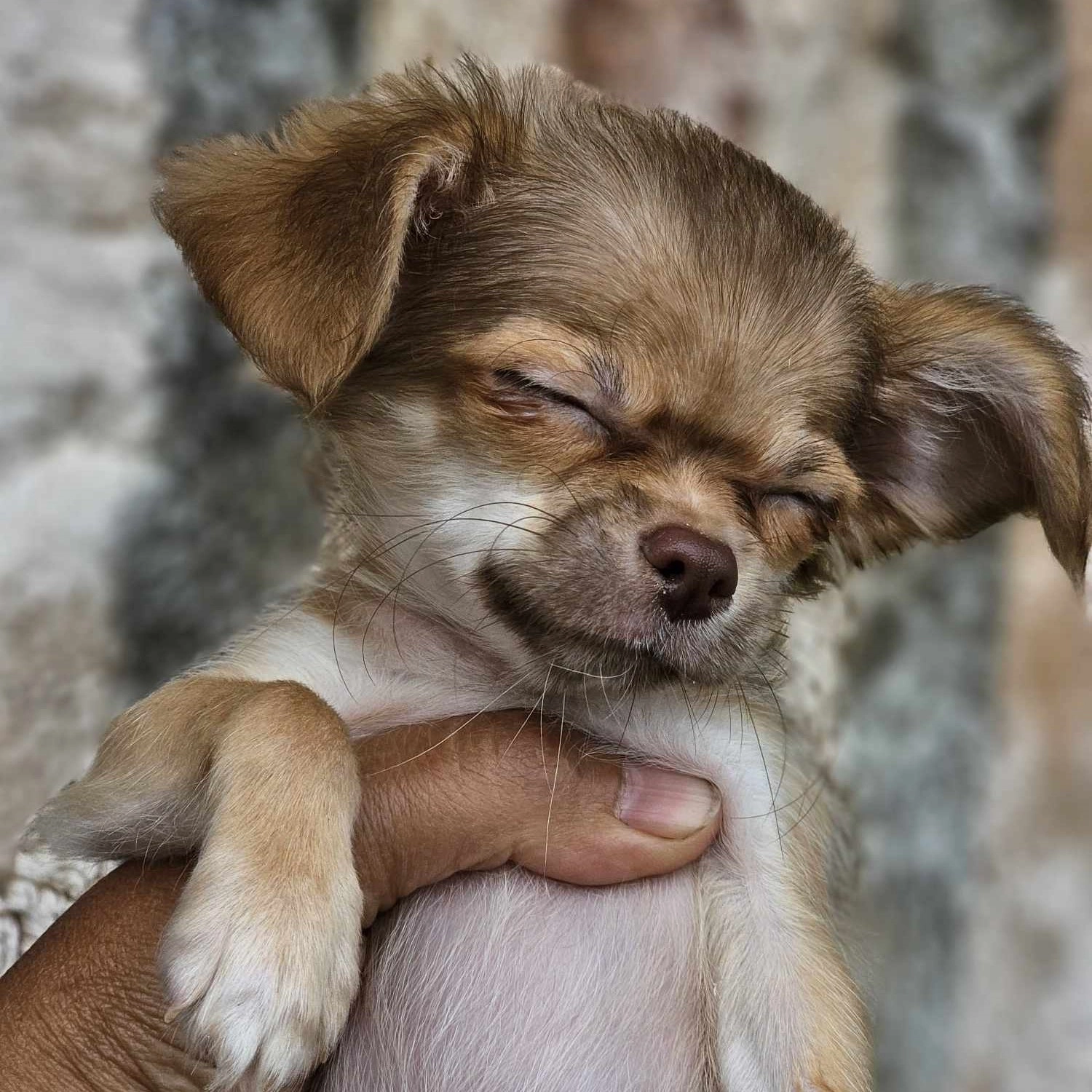 chihuahua dog anfaris king varna чихуахуа куче варна анфарис кинг