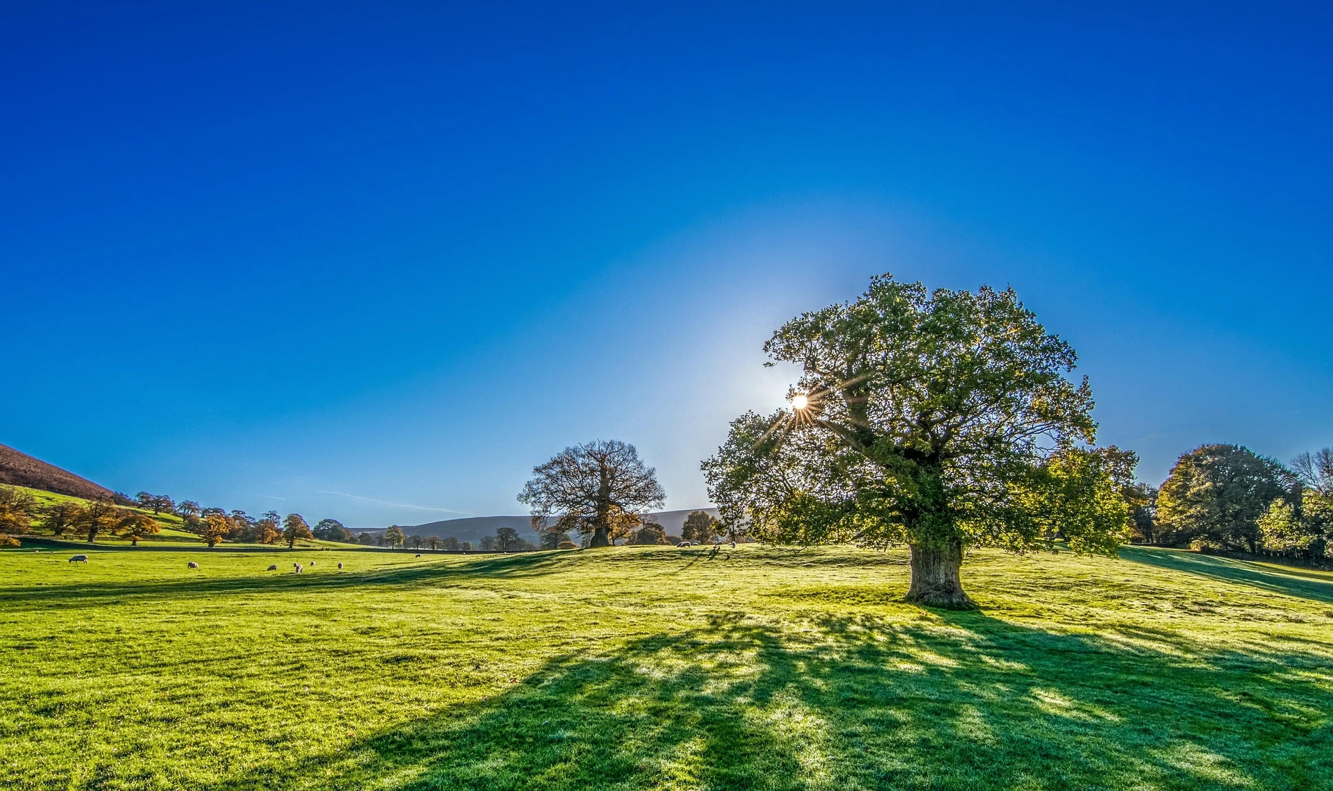 r142-tree-29167631920-17397066779296.jpg