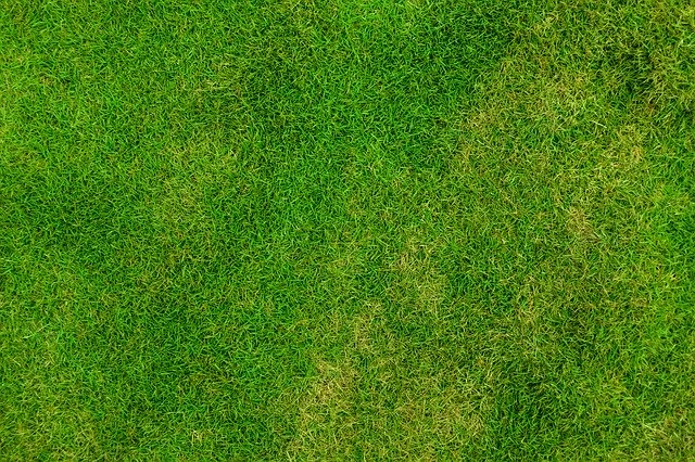 r2-grass-84622640-17366048471206.jpg