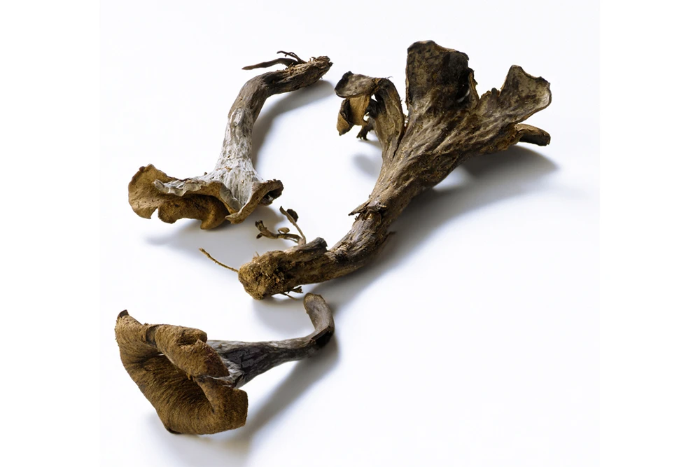 1503-trabenka-craterellus-cornucopioides-black-trompet-suha1-17385747514407.jpg