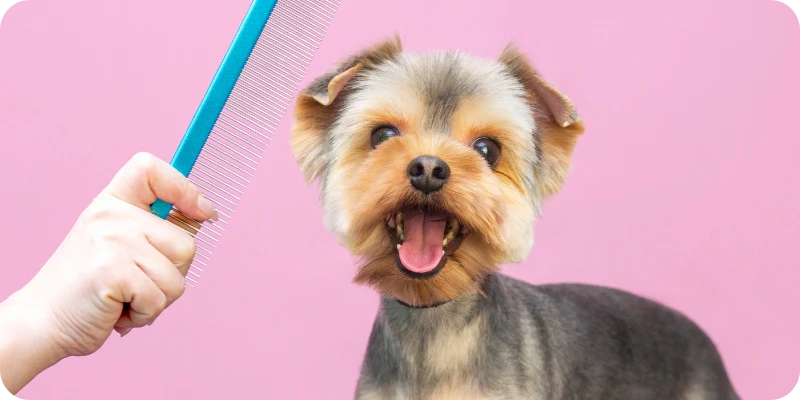 Как да поддържаме козината на домашния любимец блестяща и здрава