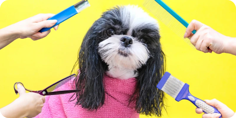 Предимствата на професионалния груминг за вашия любимец