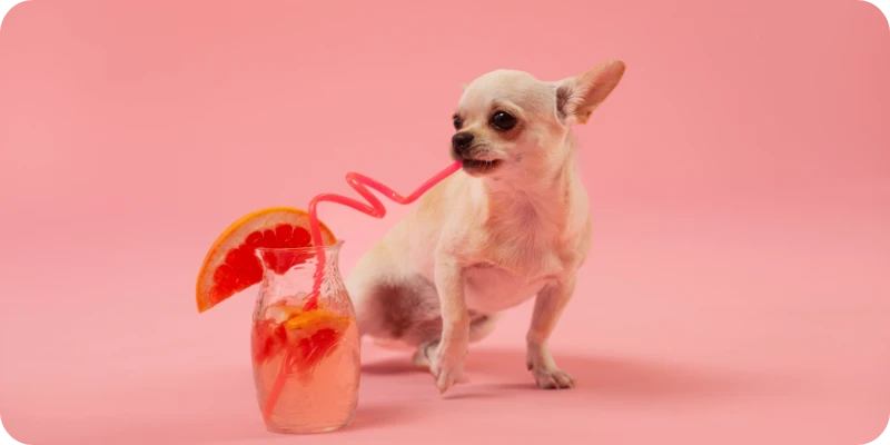 Как да помогнем на домашния любимец да остане хидратиран и охладен през горещите дни