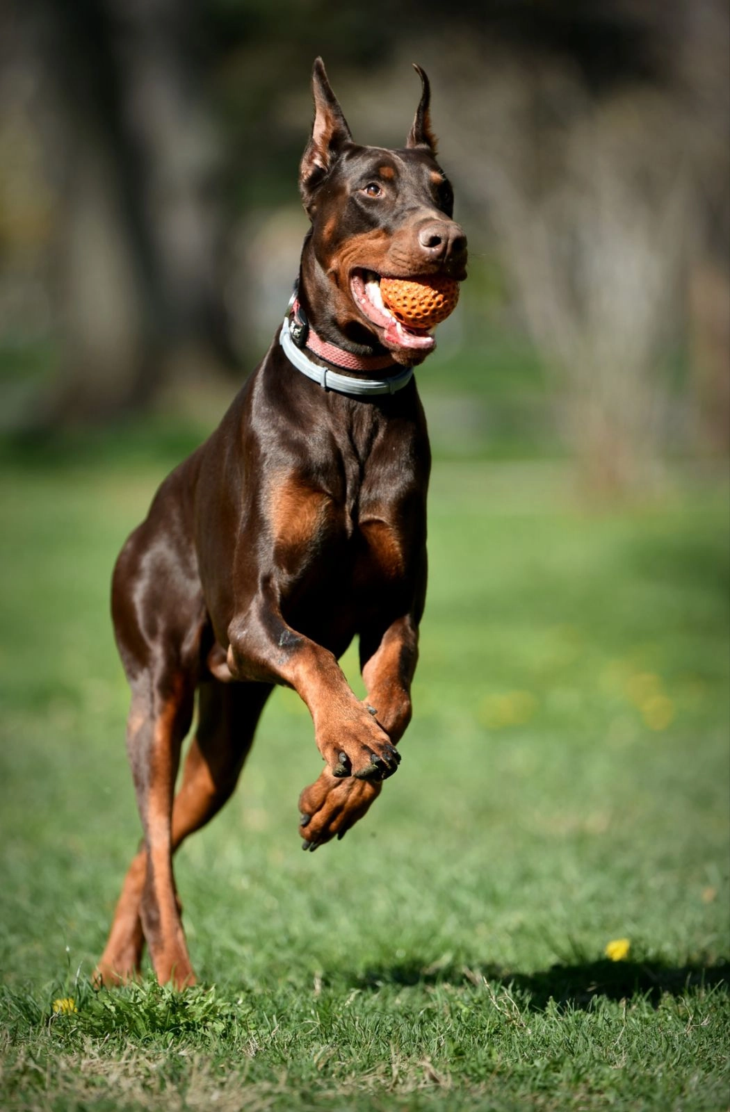 1100-doberman-17712628423327.jpg
