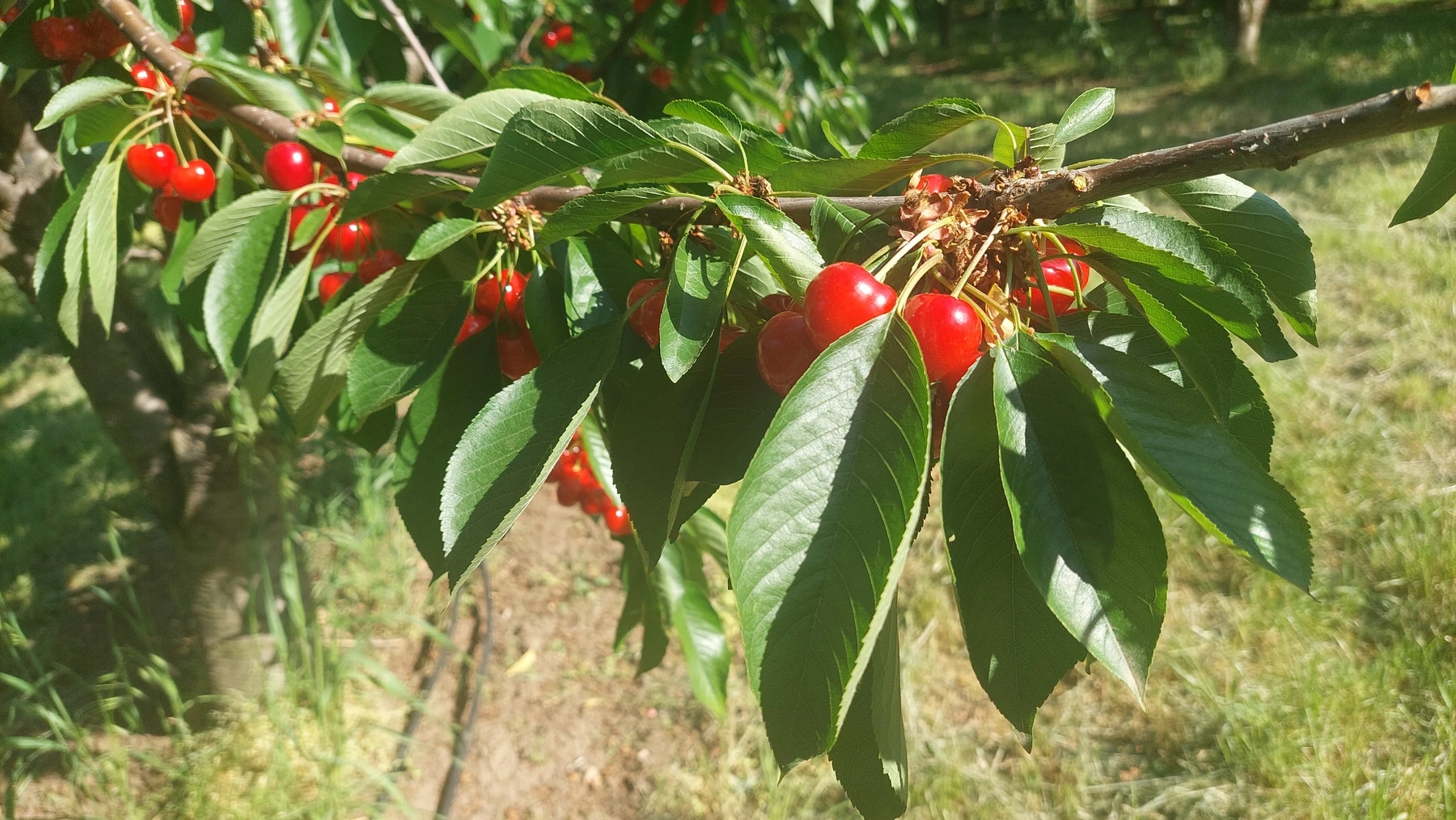 136-mycherrysyanovo5-17466908793818.jpg