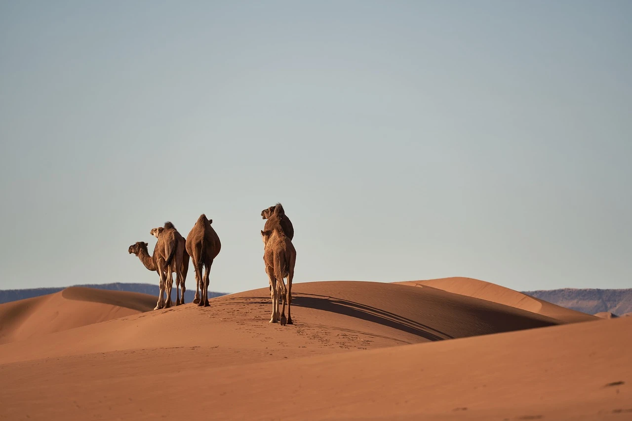 1167-camels-41349341280-17221476631609.jpg