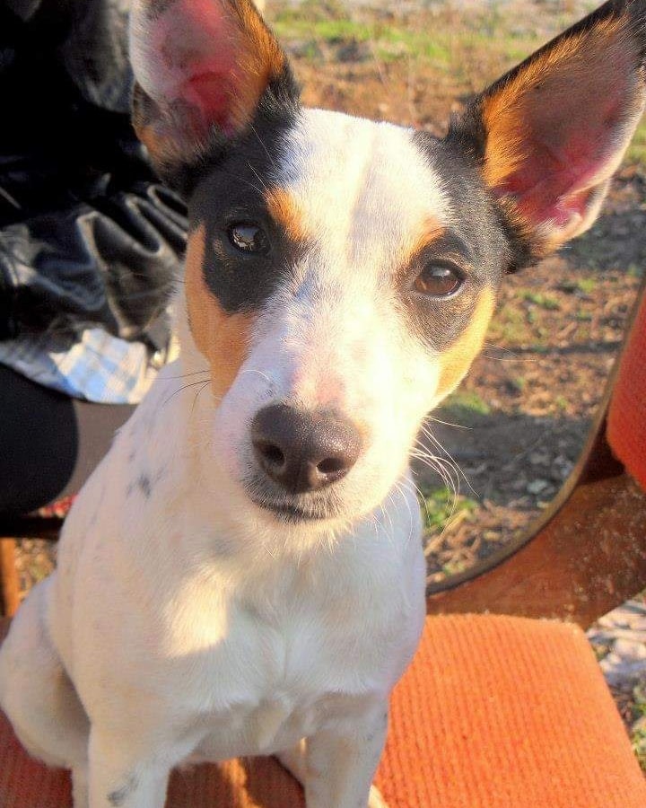 Всеобхватността на родовите закони