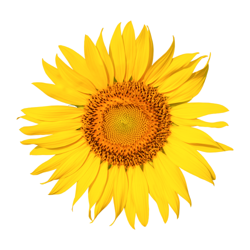 205-small-sunflower.png