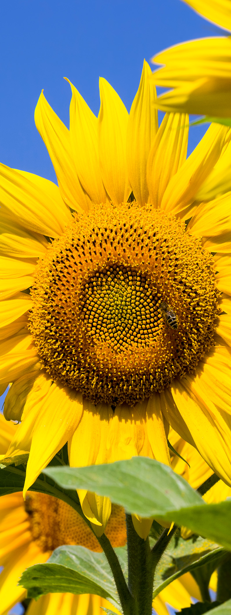 218-sunflower1.jpg