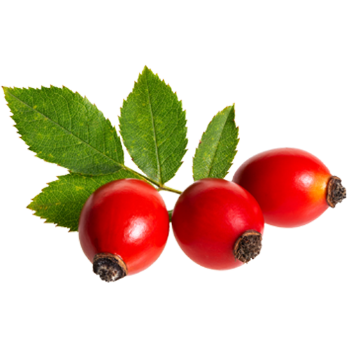 227-small-rosehip-16231070607831.png