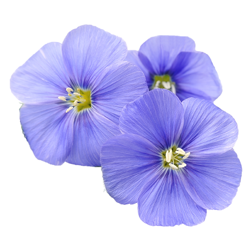 256-small-flax.png