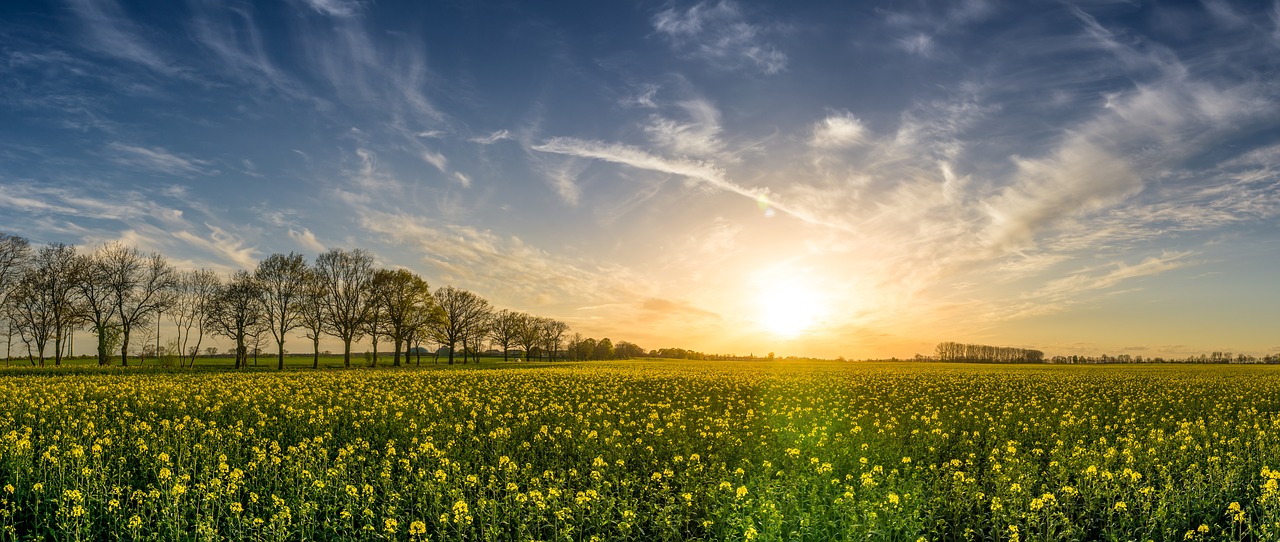 r3-oilseed-rape-21350261280.jpg