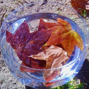 660-autumn-leaves-10.jpg