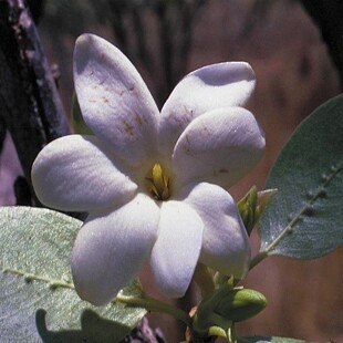 660-bush-gardenia.jpg