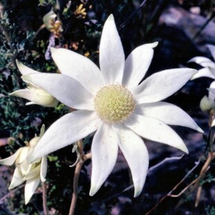 660-flannel-flower.jpg