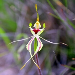 660-green-spider-orchid.jpg