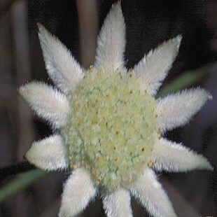 660-little-flannel-flower.jpg