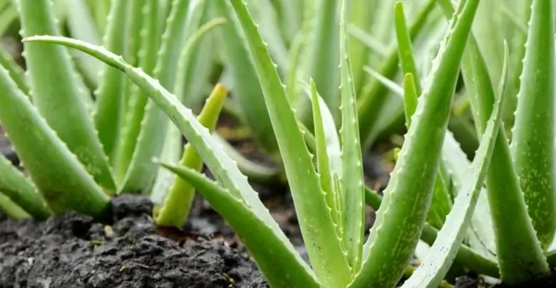 3365-aloe-vera-plants-780x405-16825817954853.jpg
