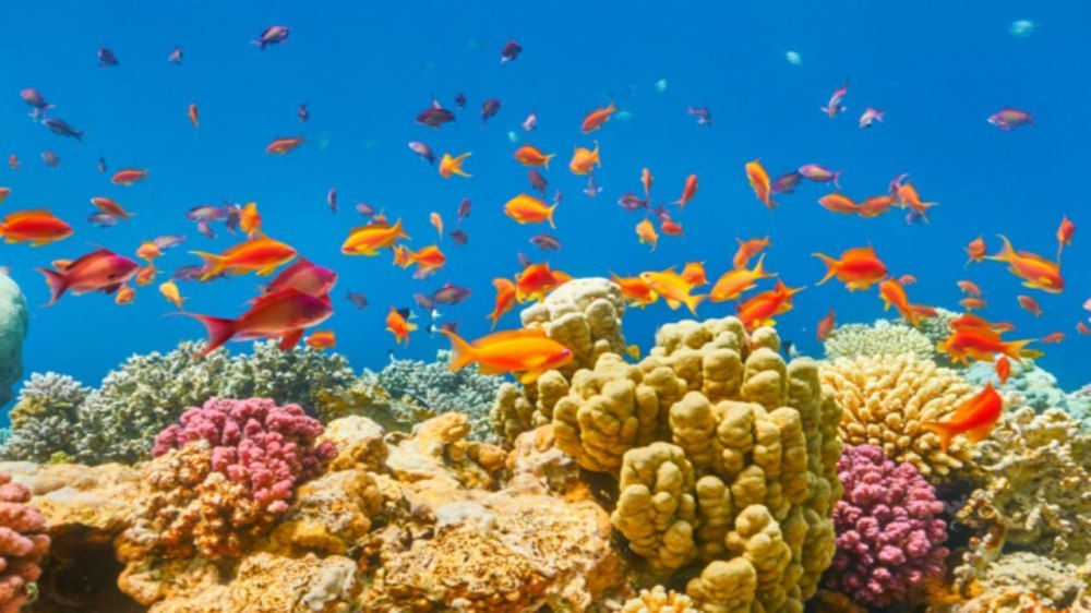 2107-bigpo-stapkite-na-moysey-v-sharm-el-sheyh-s-polet-ot-sofiy-117006460001662-17746030316198.jpg