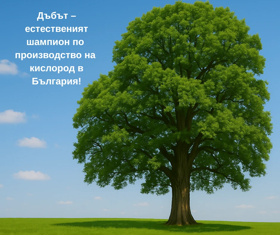 Кое дърво в България произвежда най-много кислород?