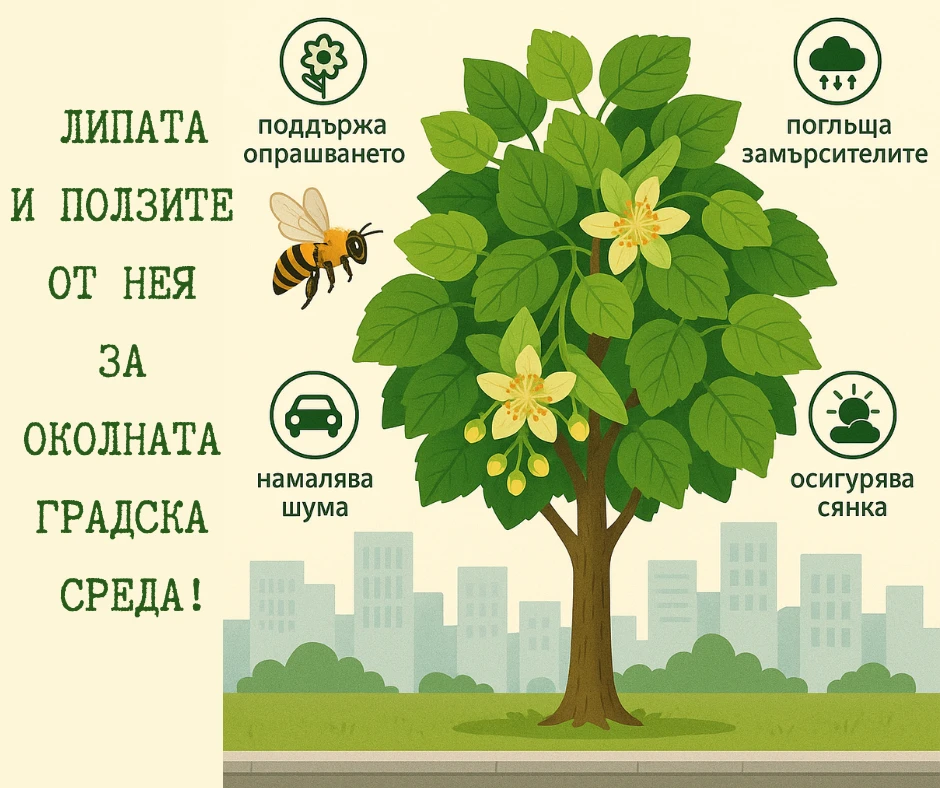 Липата и ползите от нея за околната градска среда