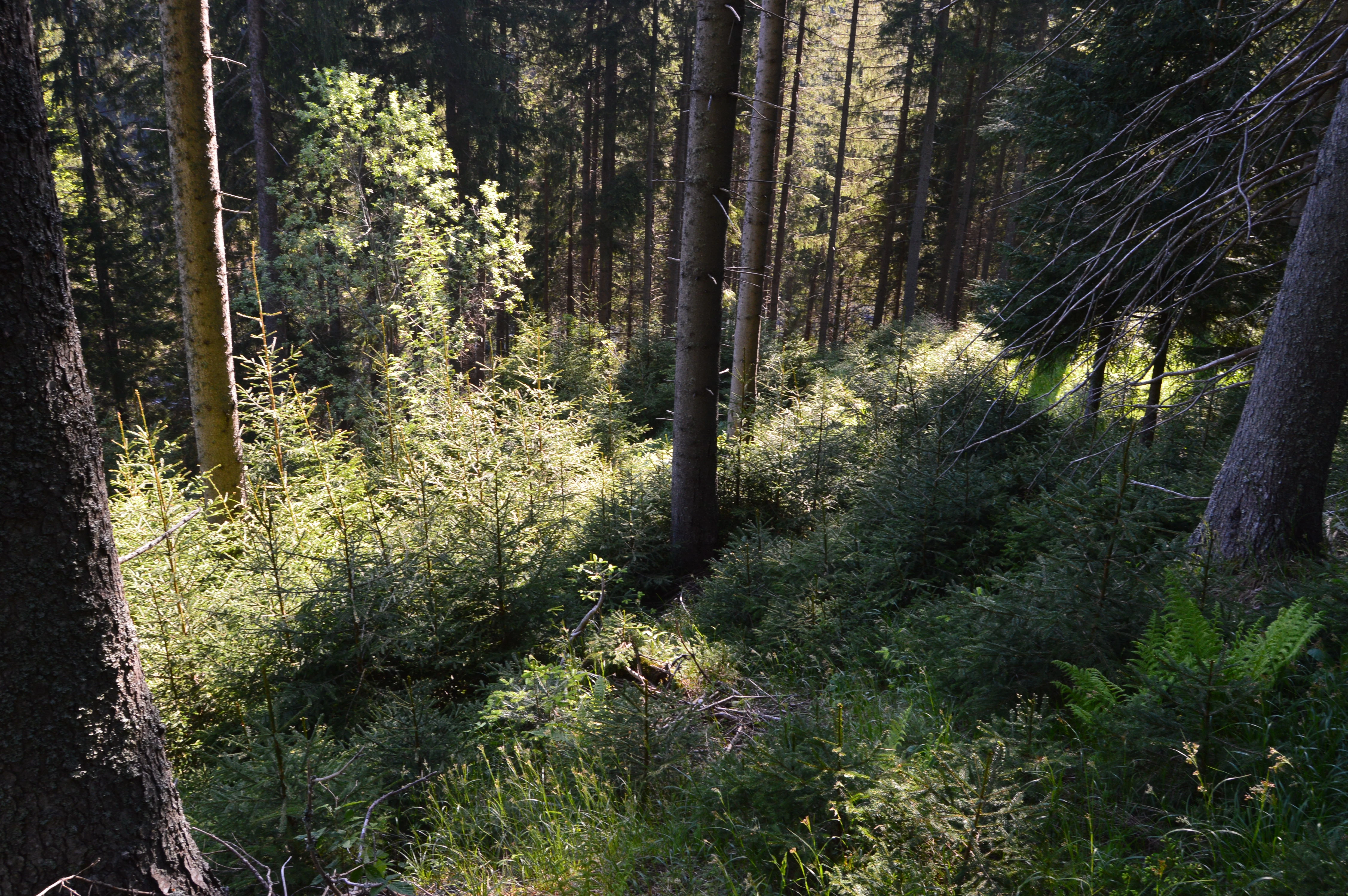 223-dsc0154jpg-17566685992758.jpg