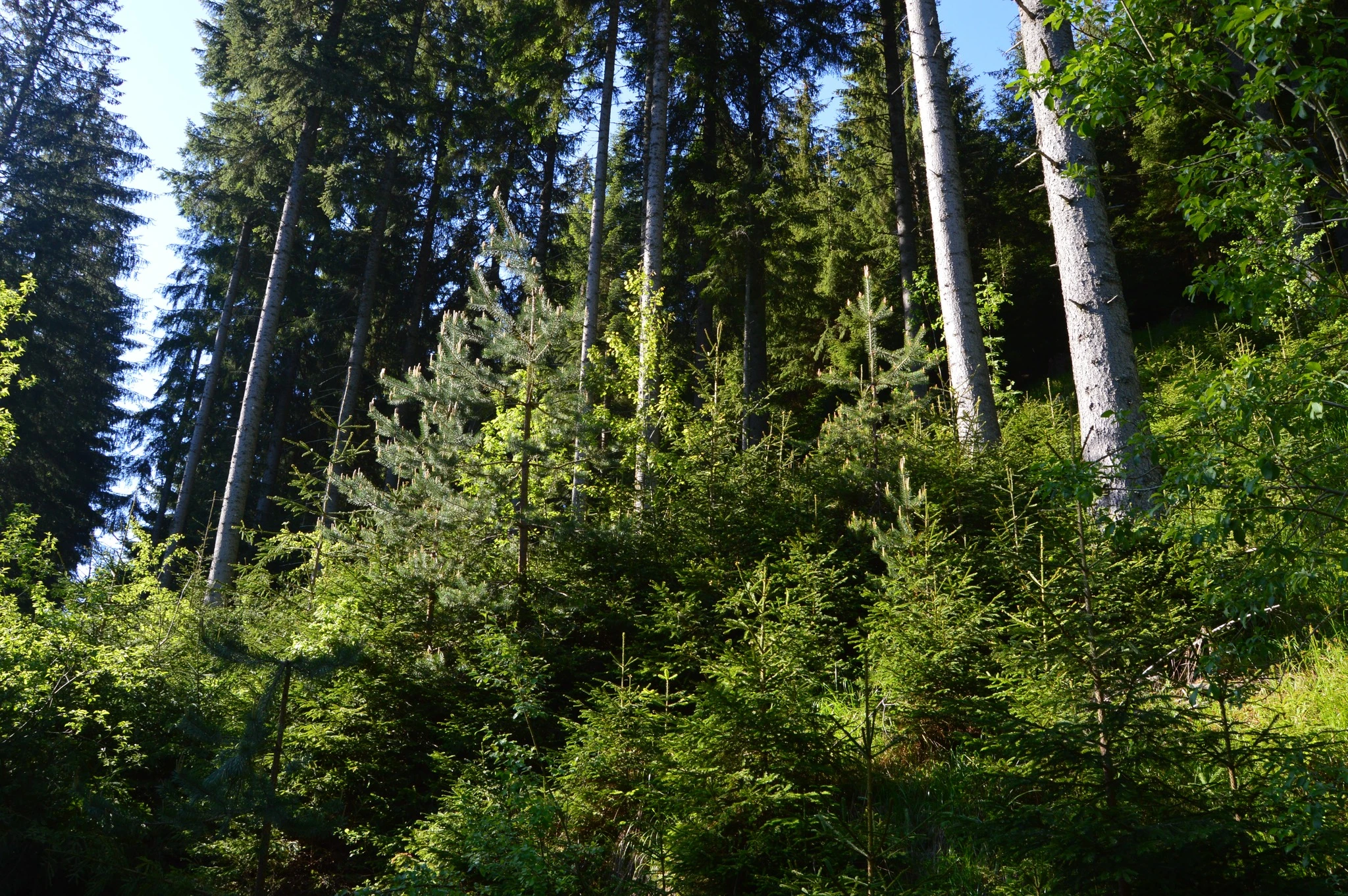NATURAL FORESTRY