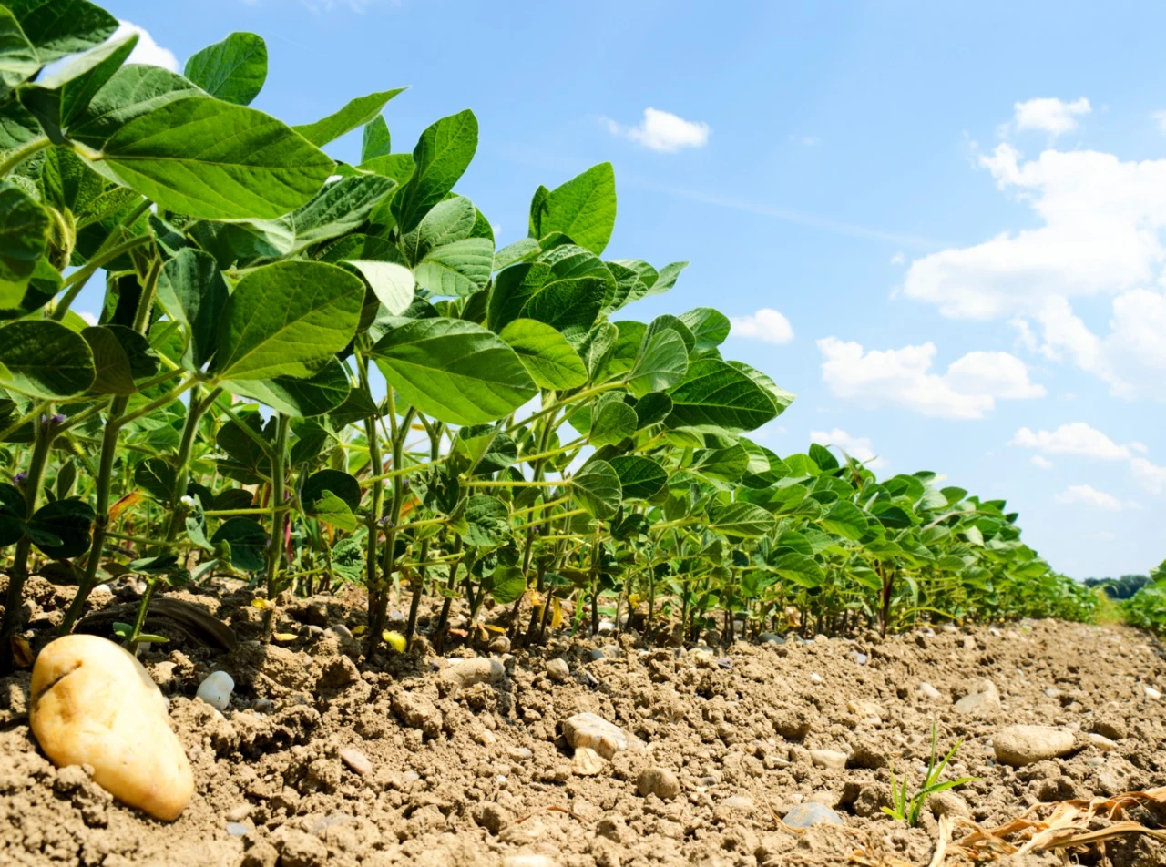 Soybeans Oil