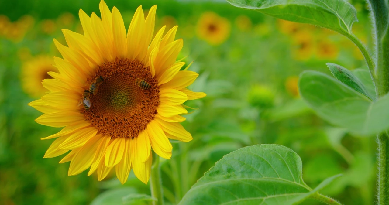 r20-hiih-oleic-sunflower-large-17337585881165.jpeg