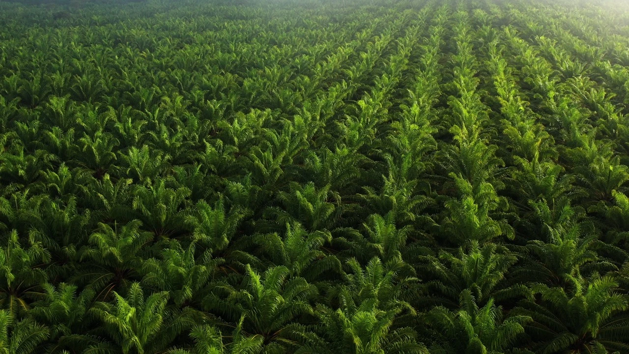 r60-palm-oil-large-17337585882129.jpeg