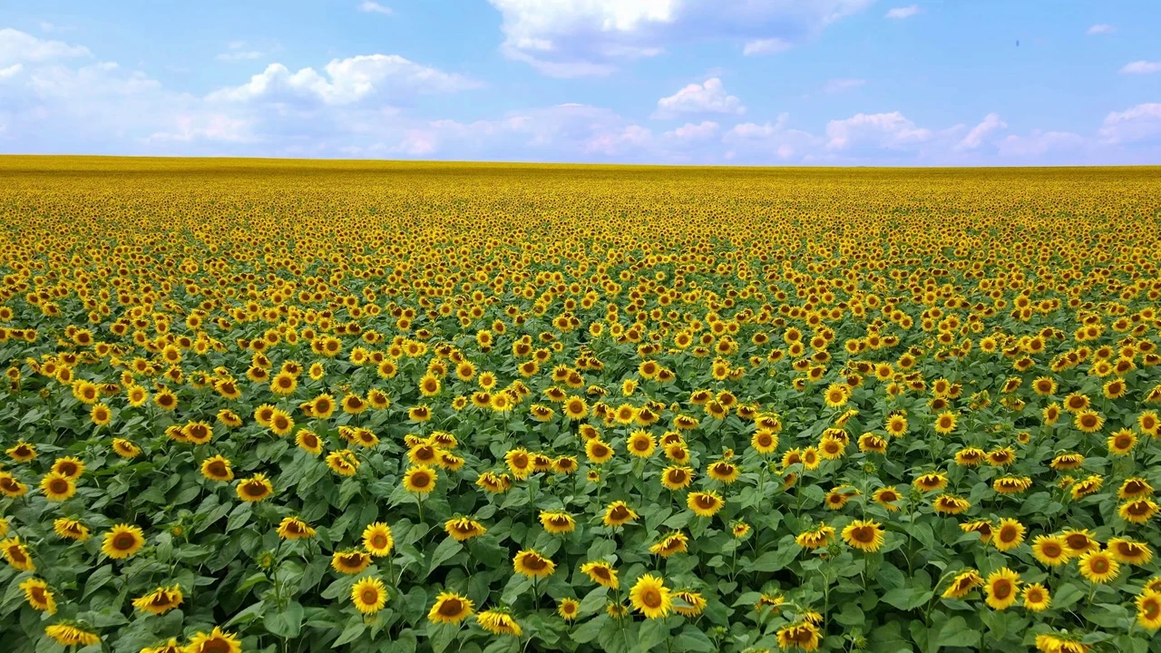 r63-sunflower-oil-large-1733758588414.jpeg