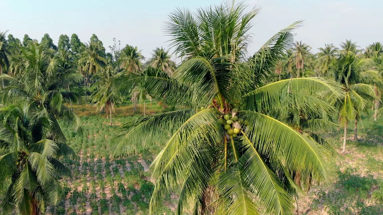 r65-coconut-large-17337585883209.jpeg