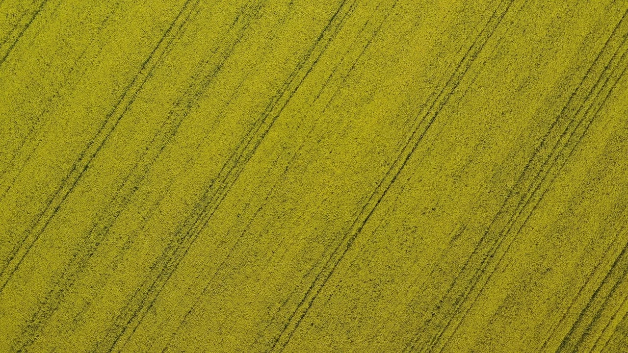 r66-rapeseed-large-17337585883719.jpeg
