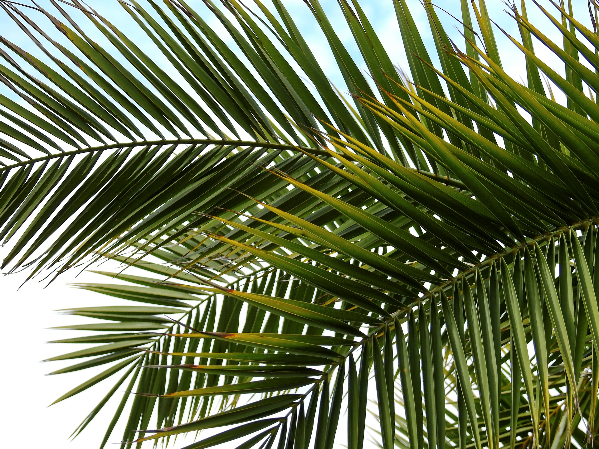 183-palm-16149931920.jpg