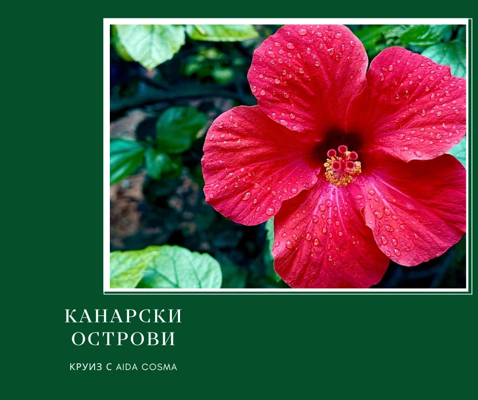 Канарските острови  