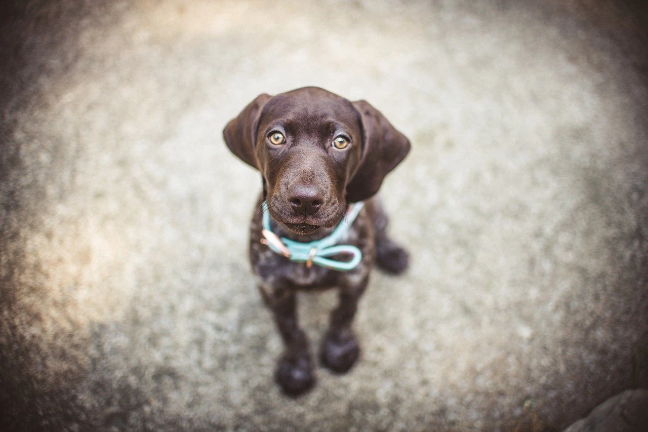 558-german-shorthaired-pointer-81524441280-17039284483418.jpg