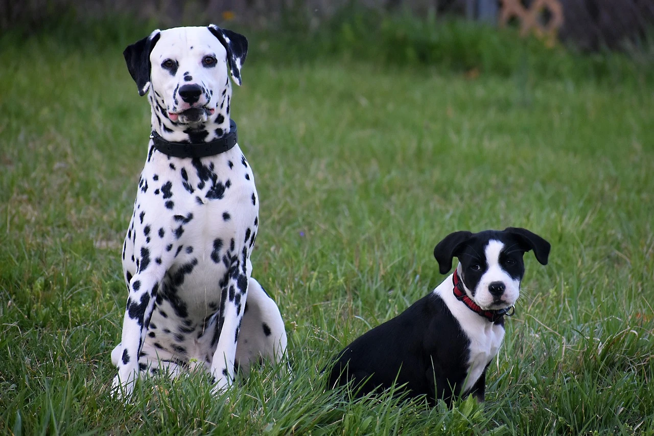 584-dalmatian-72344951280-170387918681.jpg