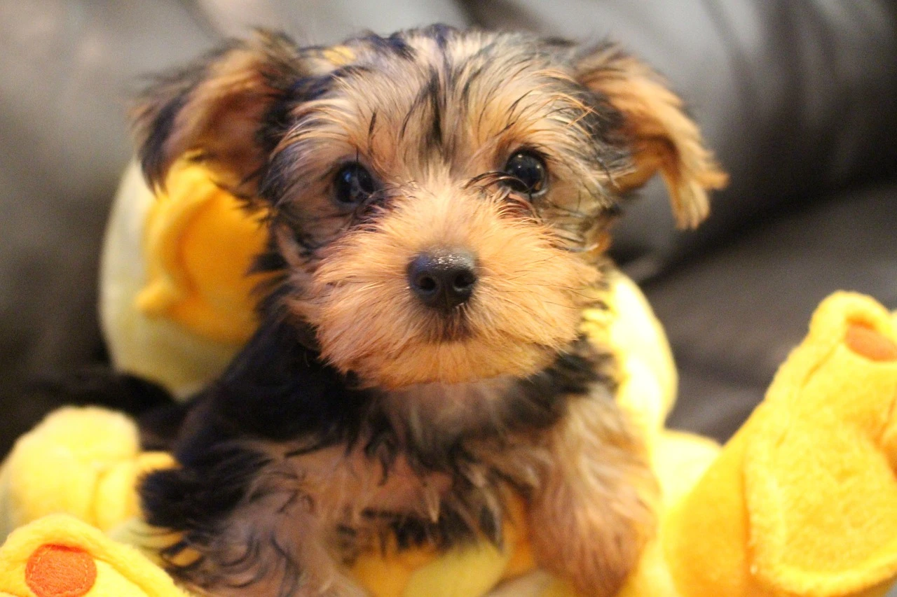 r223-yorkie-50877521280-1703928443222.jpg