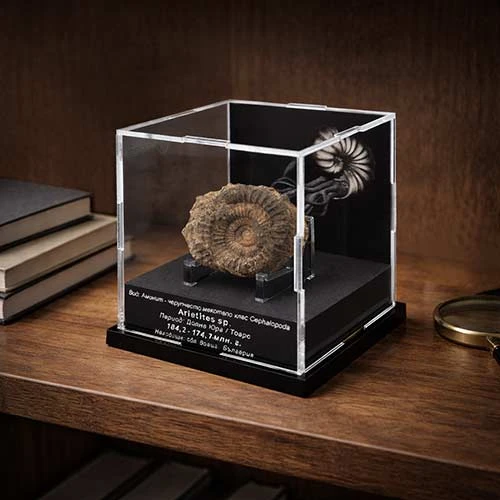 Оригинален и нестандартен подарък луксозна дизайнерска кутийка с истински фосил