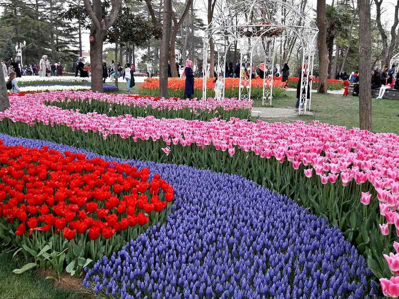 391-istanbul-tulip-festival5dd3e5c69b459mhb.jpg