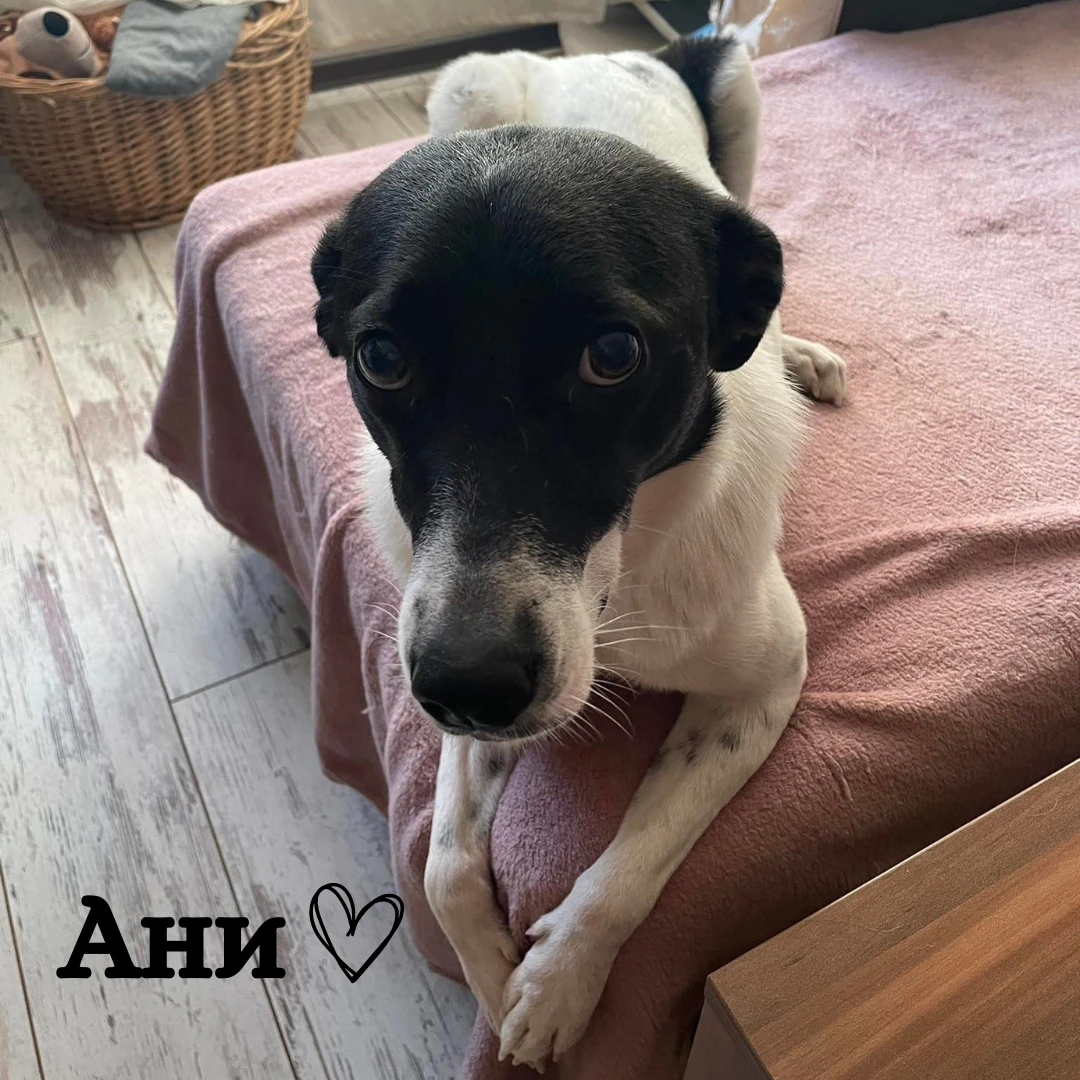 Вие с кучето АНИ