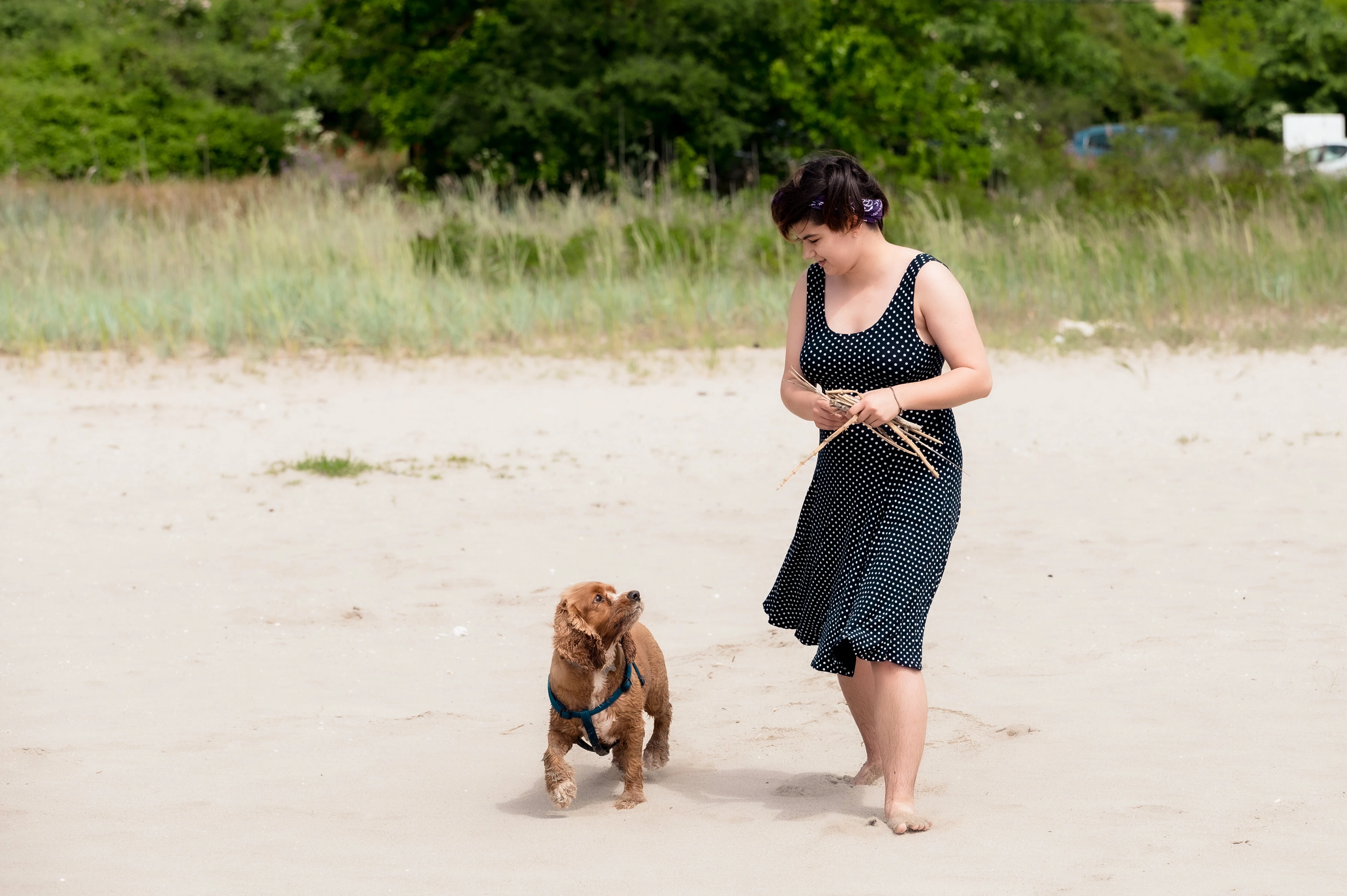 Как да се запознаем с едно куче