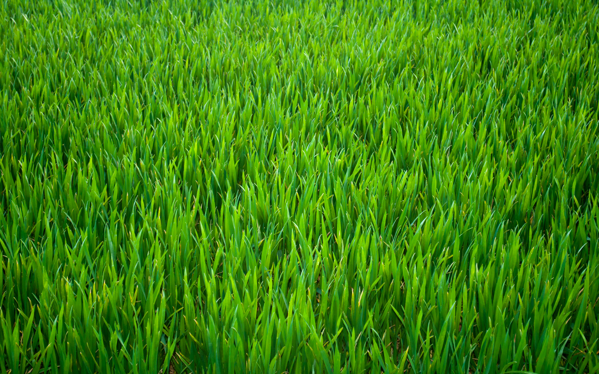 r101-grass11.jpg