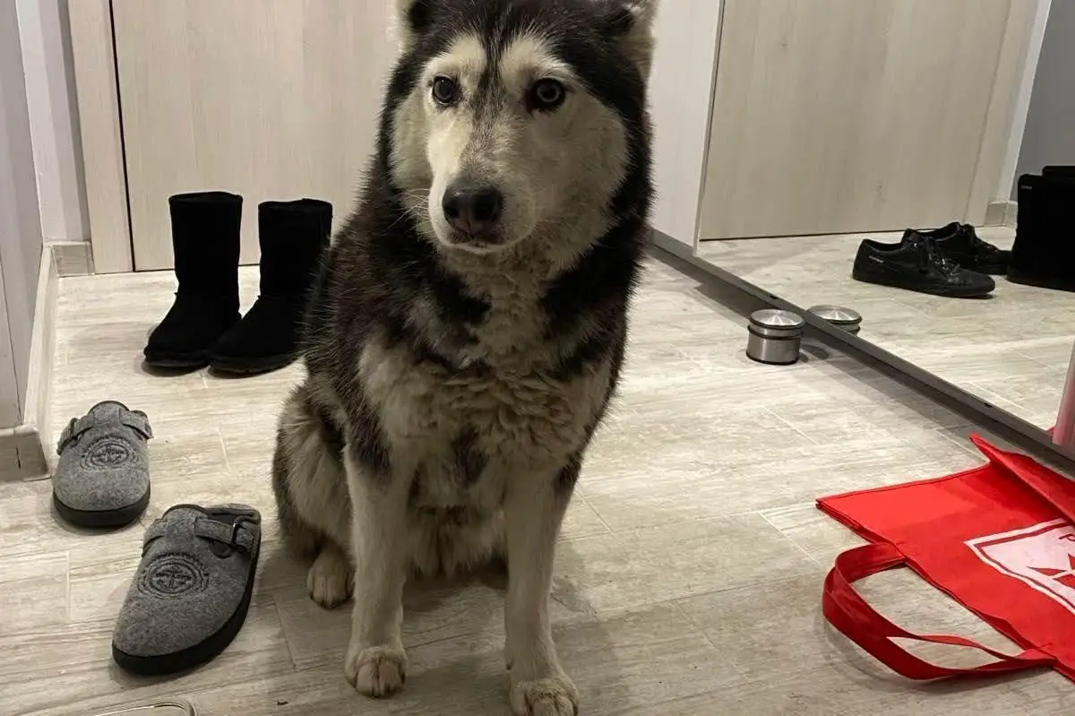 Ненад Цоневски с обвинение за умишлена проява на особена жестокост към кучето Мая!