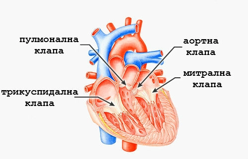 316-клапи-16963438794375.jpg