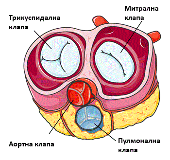 351-human-heart-diagram-valves-16966124781788.gif